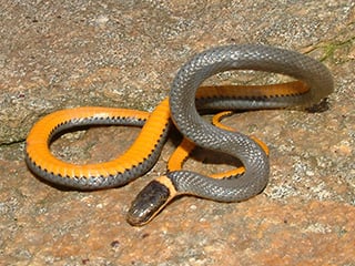 Ring-Necked Snake © Joy Marzolf, Mass Audubon 