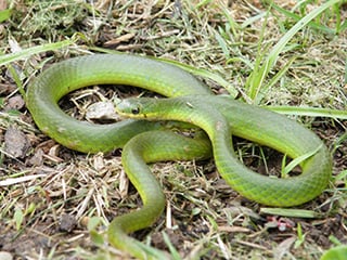 Smooth Green Snake © Joy Marzolf, Mass Audubon 