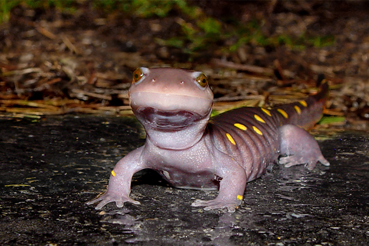 Spotted Salamander © Suzanne Niles