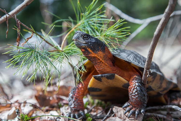 Wood Turtle © Mark Lotterhand