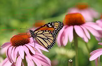 A monarch butterfly on a coneflower