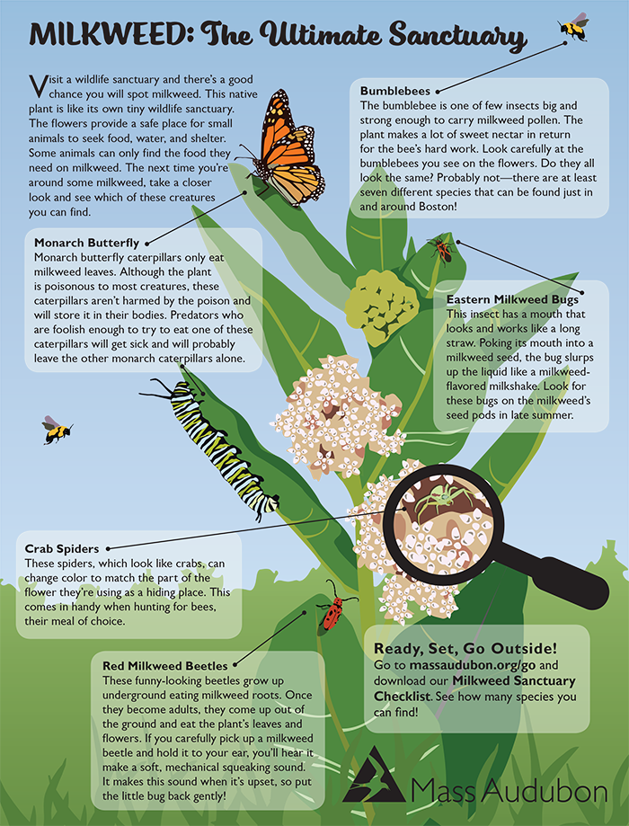 Milkweed Sanctuary Activity Page image