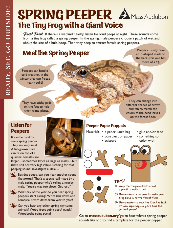 Spring peepers activity page from Mass Audubon Connections Magazine