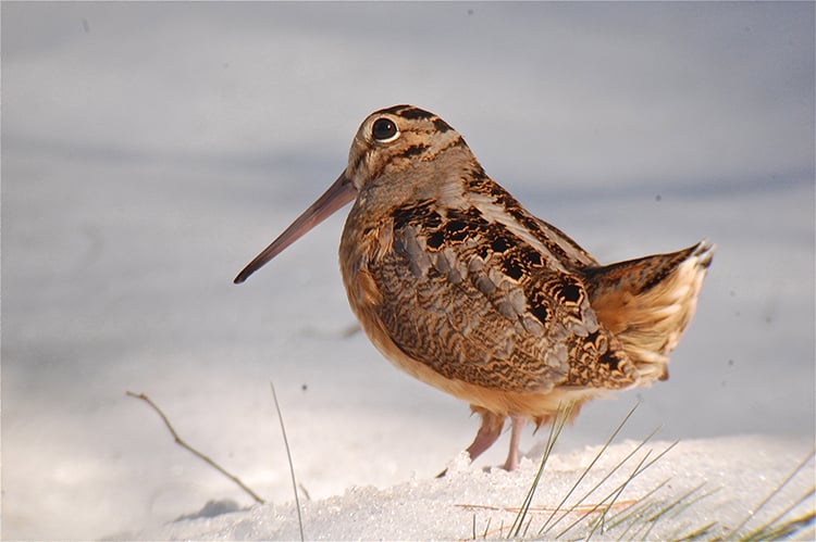 American woodcock in snow © Jonathan Eckerson