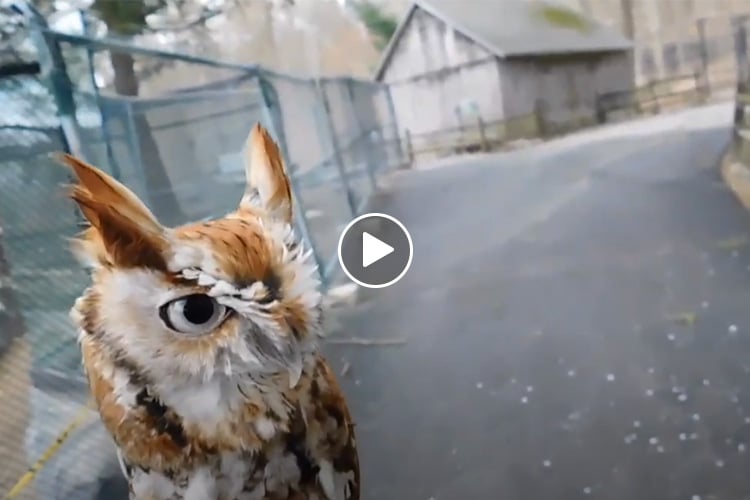 Screenshot of "Animal Ambassadors" video featuring an Eastern Screech Owl