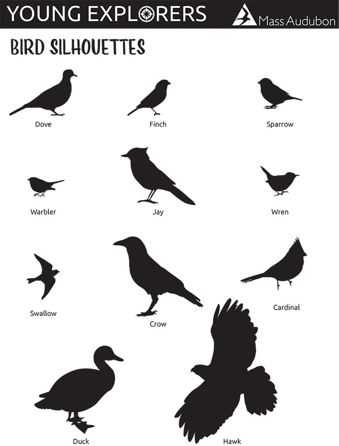 Bird silhouettes ID cheat sheet