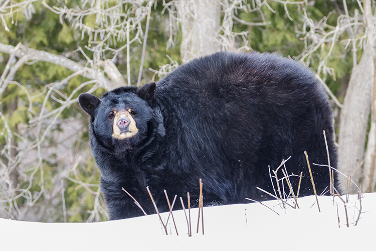 Black Bear that's fattened up to survive winter torpor