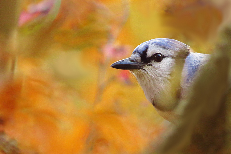 Blue Jay in fall © Davey Walters