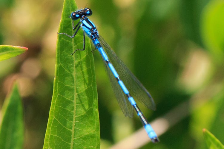 Bluet (Photo: Kristen Foresto)