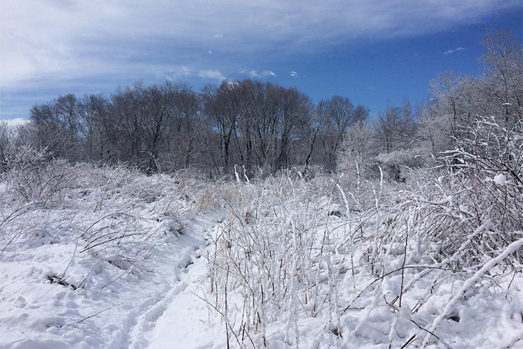 A snowy trail at Broad Meadow Brook in winter