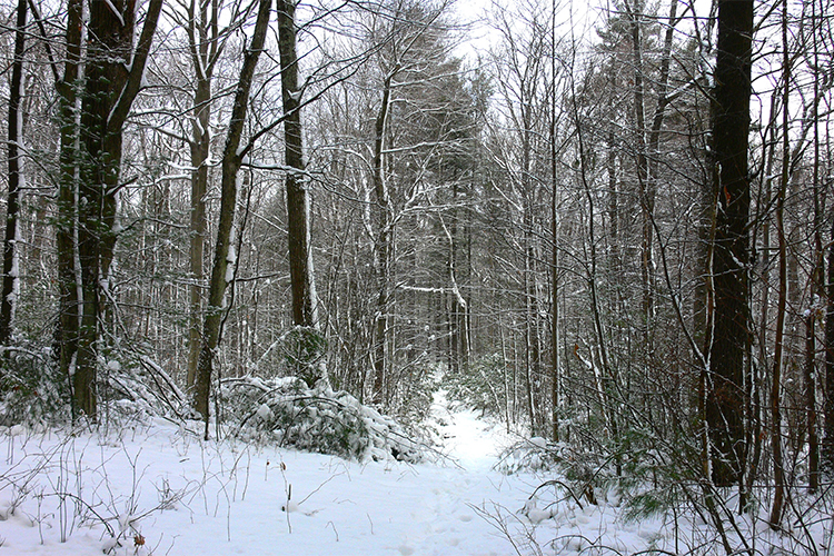 Snowy trail at Burncoat Pond in winter © Richard Johnson