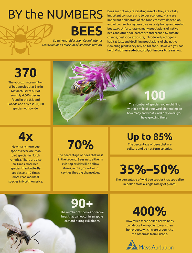 By The Numbers - Bees