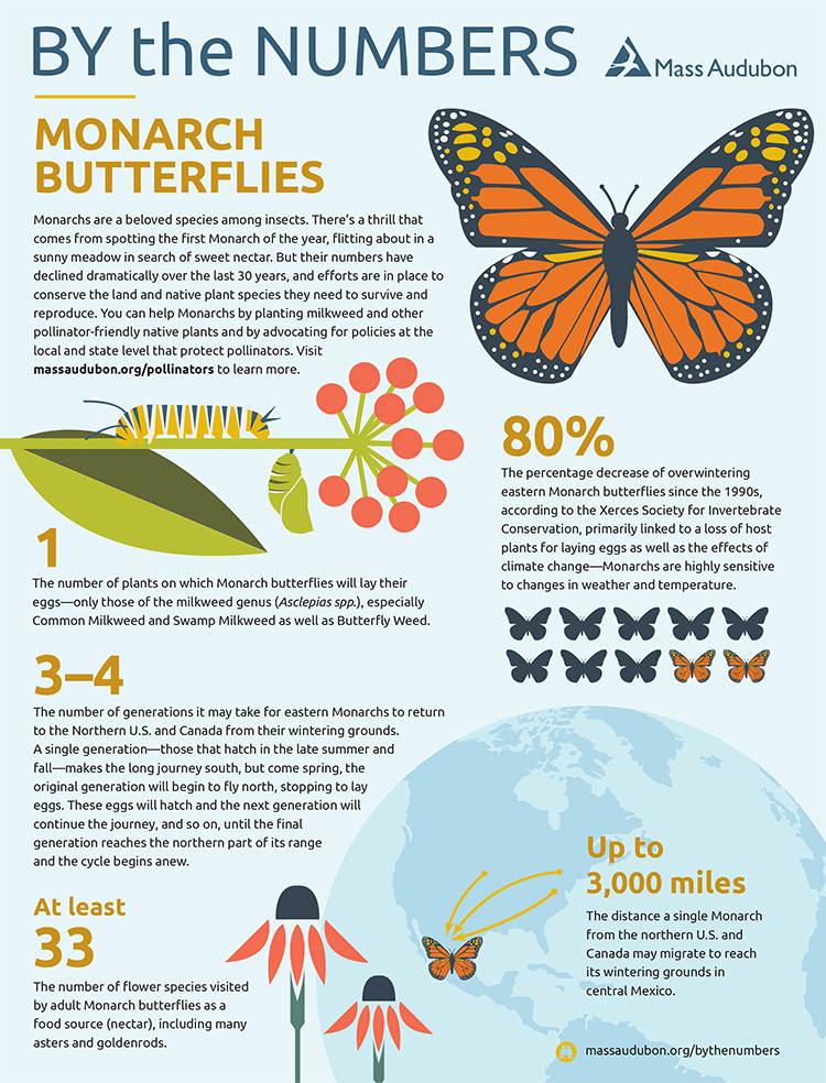 By the Numbers - Monarch Butterflies