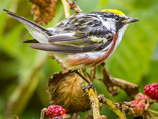 Chestnut-sided warbler © Phil Doyle