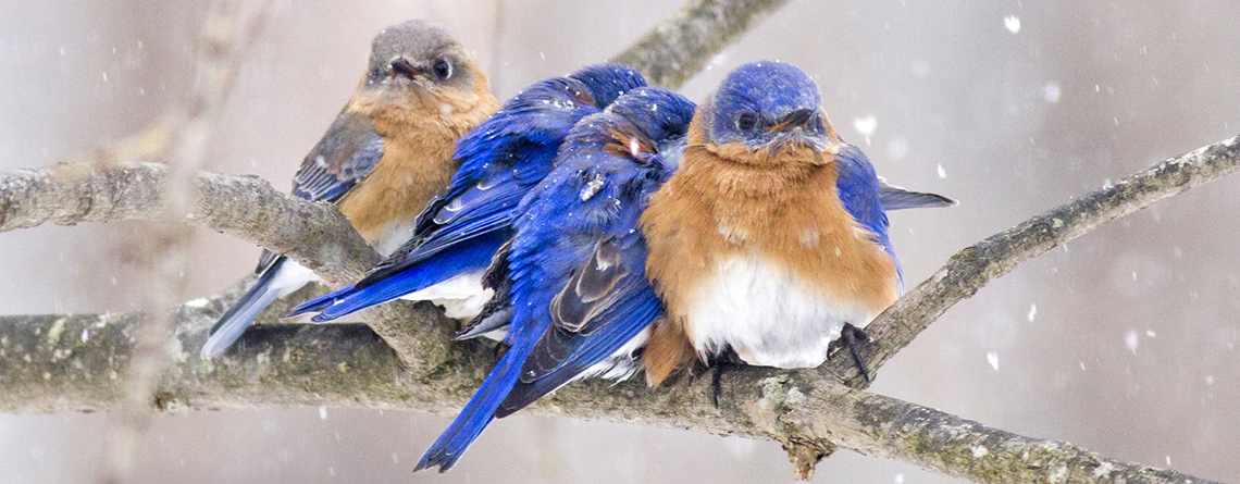 Eastern Bluebirds huddled together on a branch during snowfall © Cheryl Rose