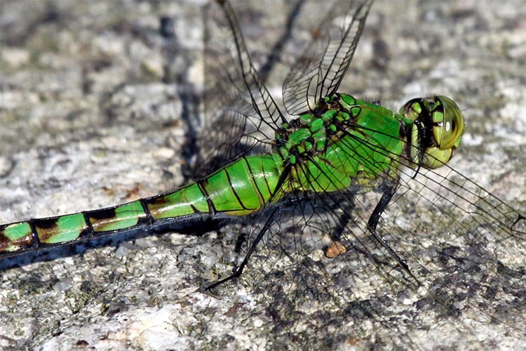 Eastern Pondhawk © Ken Conway