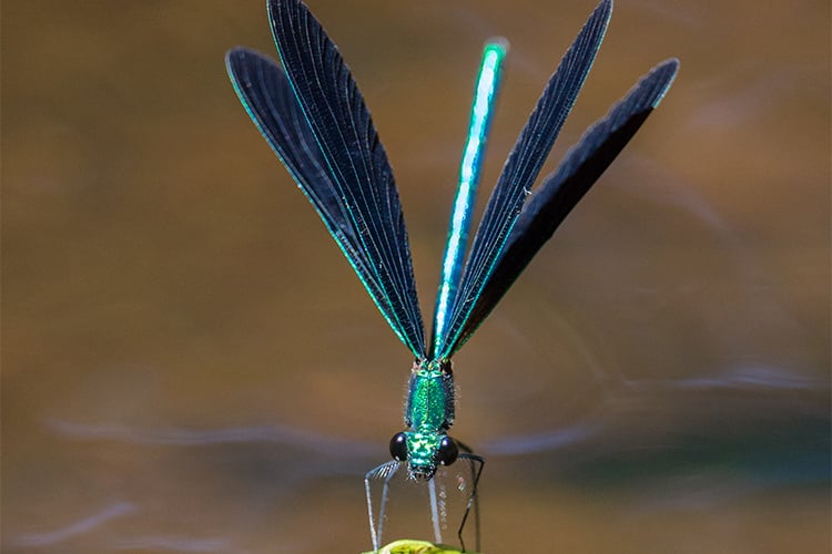 Ebony Jewelwing © Cheryl Rose