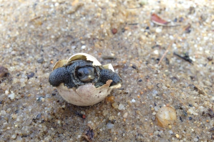 Emerging Diamondback Terrapin hatchling emerging from egg © Ron Kielb