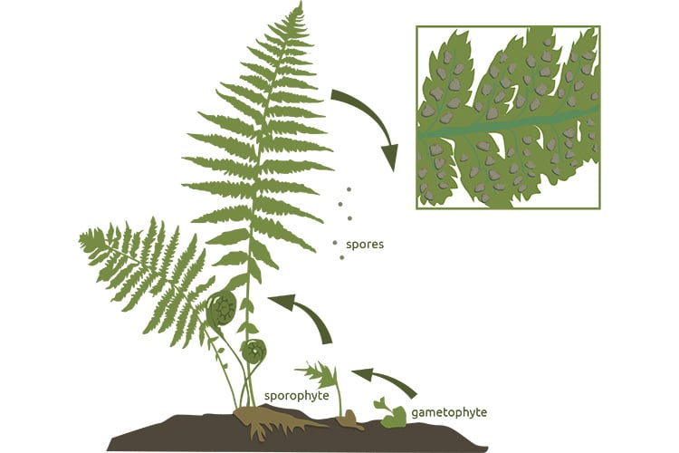 Fern life cycle illustration