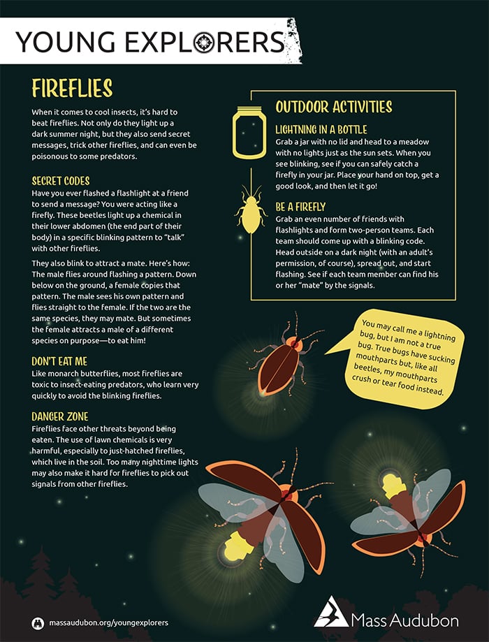 Fireflies Activity Sheet