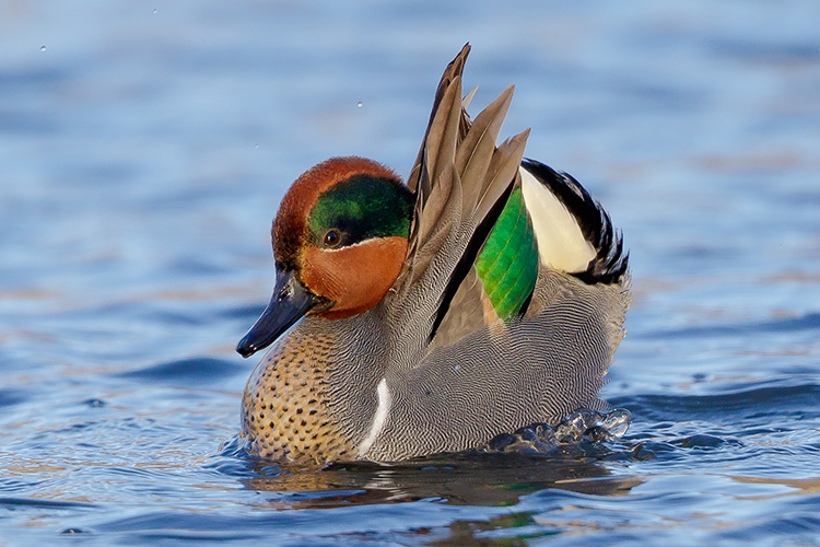 Green-winged Teal © Matt Filosa