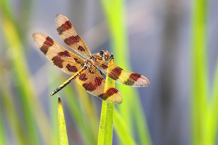 Halloween Pennant © Cheryl Rose