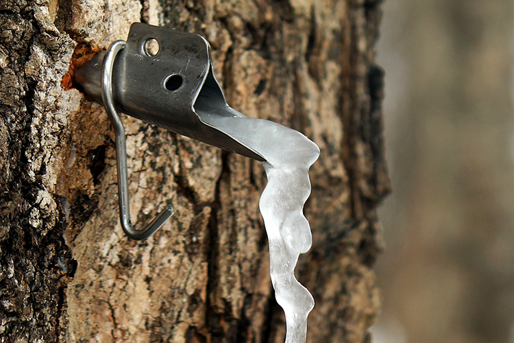 Maple tap with frozen sap © Gary Johnson