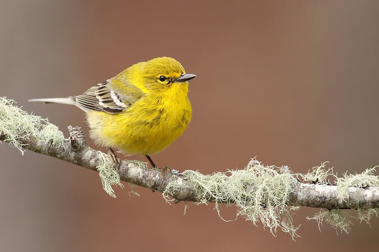 Pine Warbler © Jonathan Eckerson