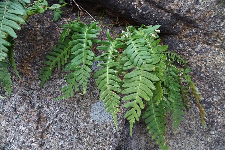 Rock fern (Photo: Robert Buchsbaum)