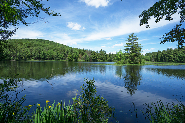 Rutland Brook view from pine forest