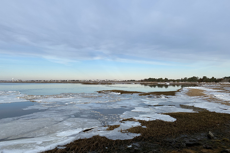 Salt marsh in winter
