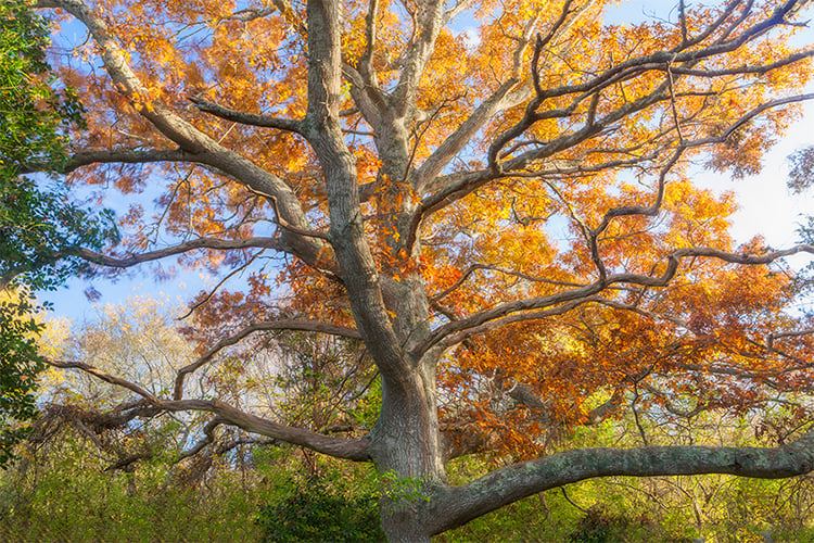 Oak in autumn at Long Pasture © Ronald Wilson