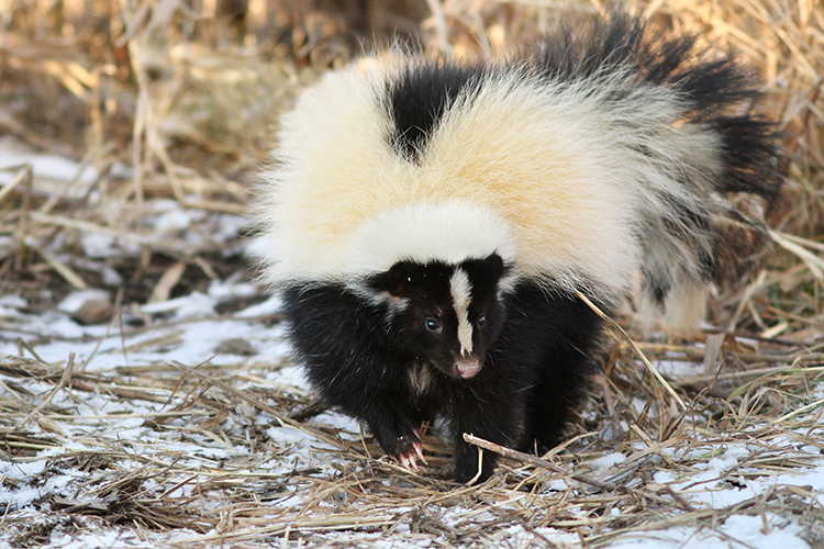 Skunk in winter