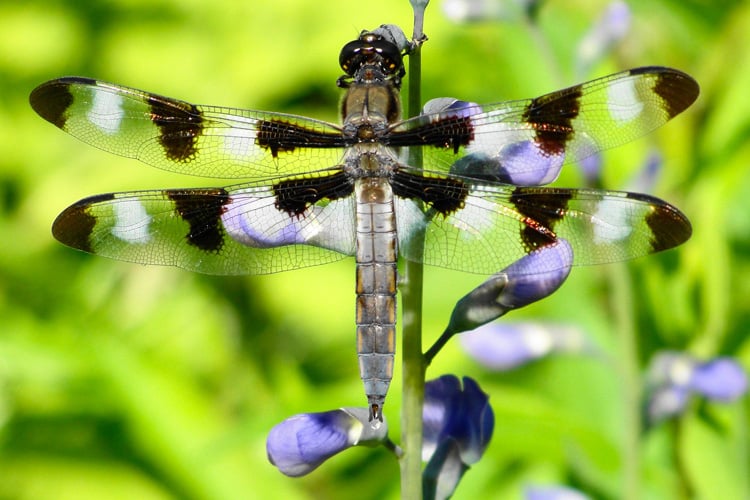 Twelve-spotted Skimmer © Helene Grogan