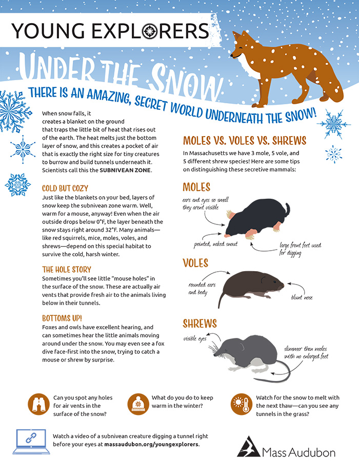 Young Explorers - Under the Snow Activity Sheet