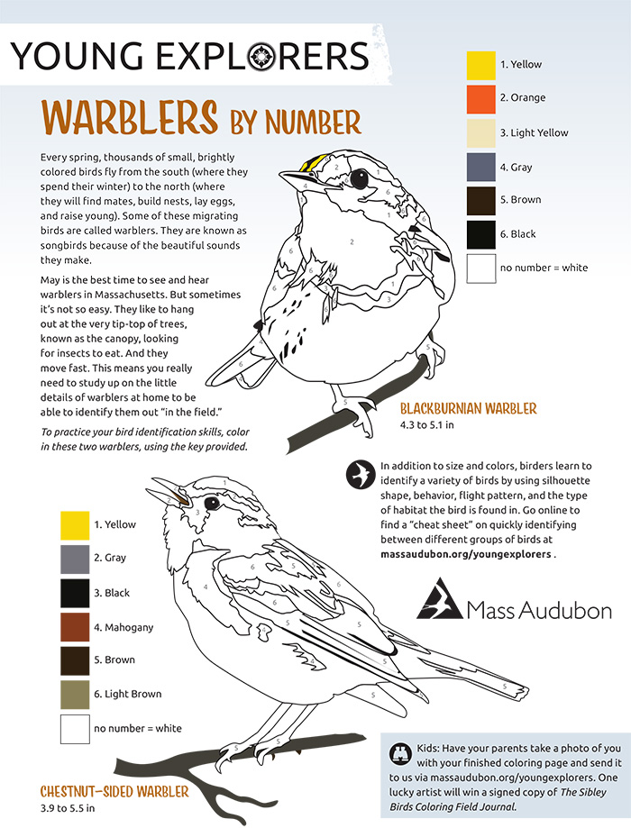 Warblers By Number Activity Sheet