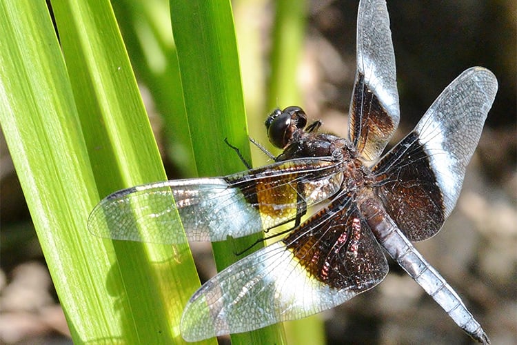 Widow Skimmer © Ron Verville