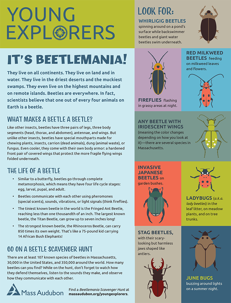 Young Explorers - Beetlemania Activity Sheet