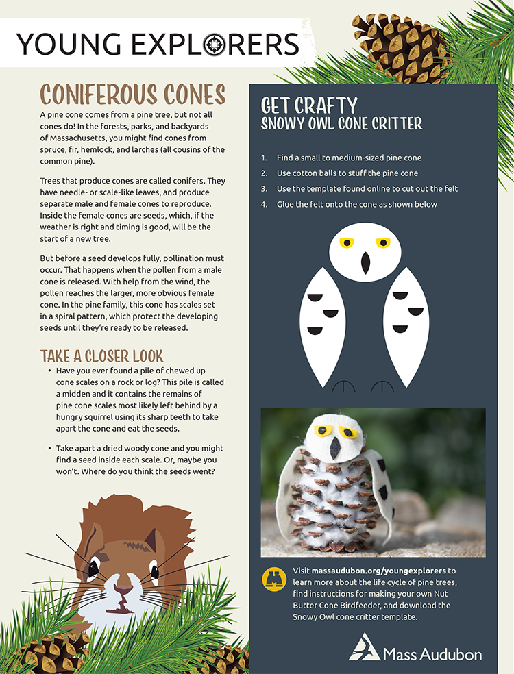 Young Explorers - Coniferous Cones Activity Sheet