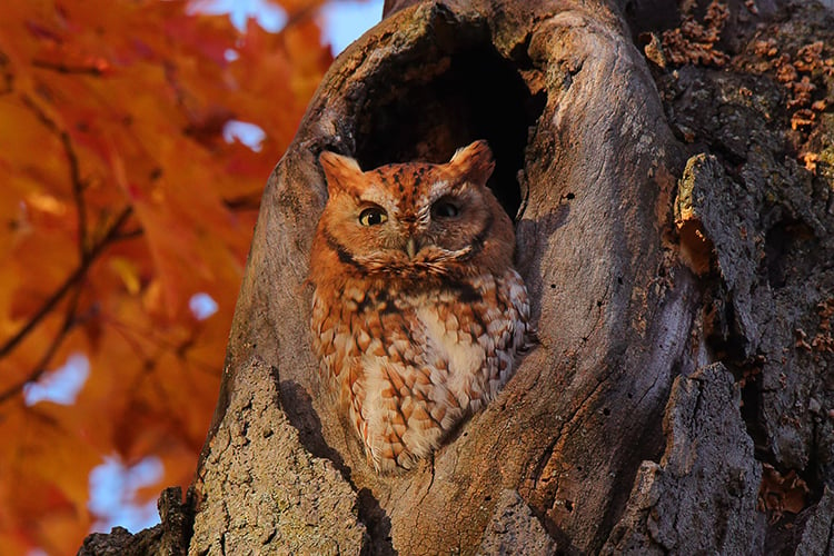 Eastern Screech Owl red morph in fall tree © Christopher Peterson