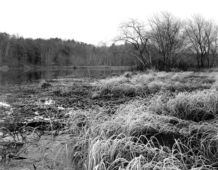 Frost on meadows off Ball’s Hill by William Brewster