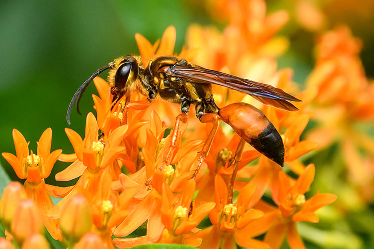 Great Golden Digger Wasp copyright Nick Pavey