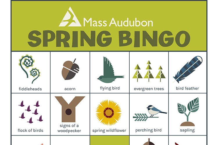 MA Nature Bingo Card - Spring #1