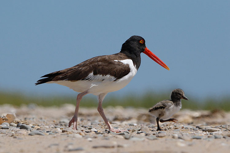 American Oystercatcher adult with its chick on a beach © Cameron Darnell