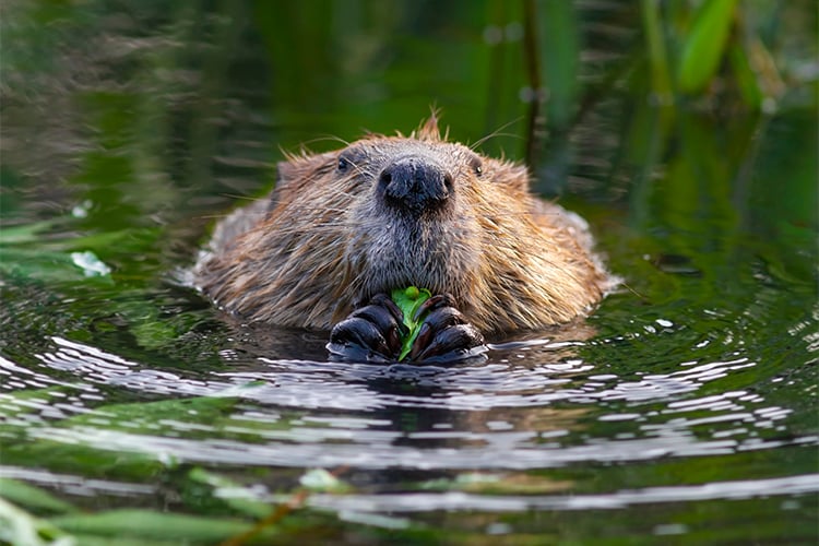 Beaver eating vegetation © Darya Zelentsova