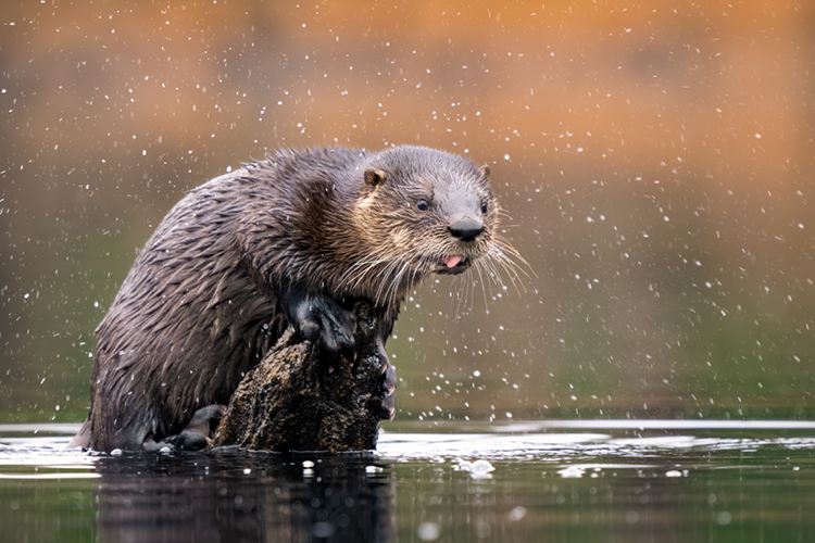 North American River Otter at Waseeka Wildlife Sanctuary © Ian Barton