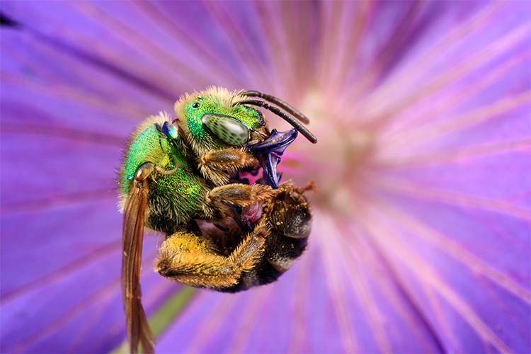 Green Sweat Bee on flower © Brian Hale