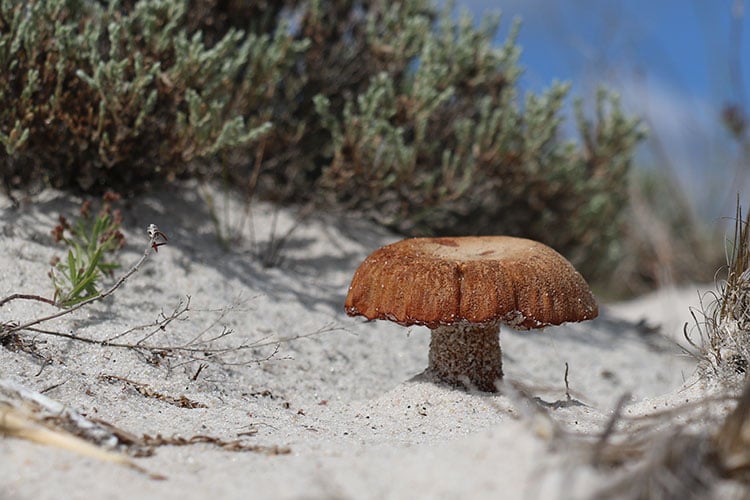Laccaria trullissata mushroom © Diane Lomba