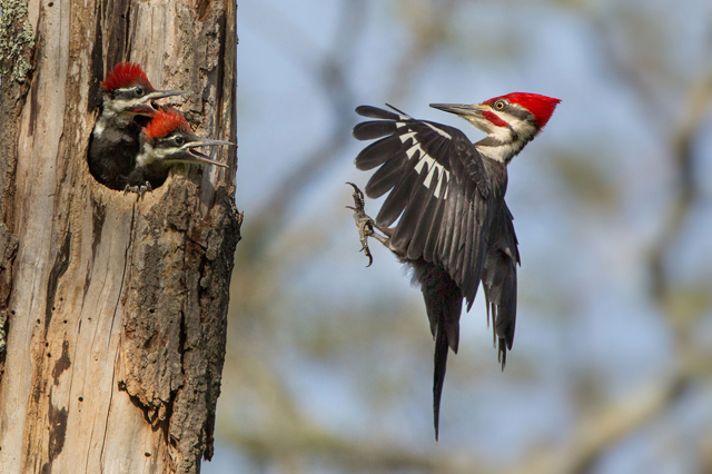 Pileated woodpecker © Linda Cullivan