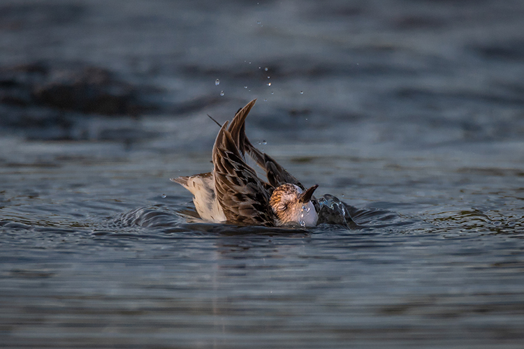 Semipalmated Sandpiper splashing in water © Stephen Kender